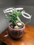 Angel Halo Ring Grow Light - Plantasiathemarket